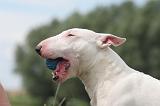 BULL TERRIER MINIATURE 104